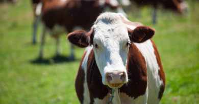 Holstein Fríz tejelő marha. GasztroMagazin 2024.