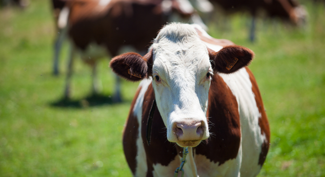 Holstein Fríz tejelő marha. GasztroMagazin 2024.